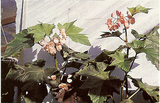 B. ‘Christmas Grace’
